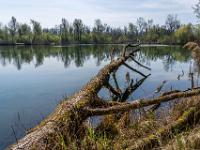 Ein umgestürzter Baum liegt im Floriansee